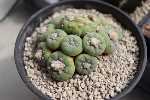 Ariocarpus flicii cactus - l.,