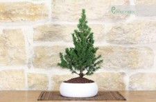 Bonsai di Abete in ciotola