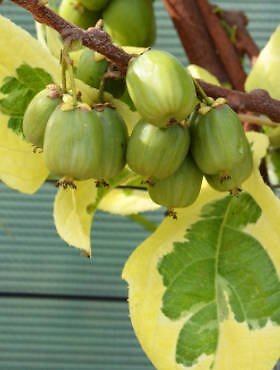 Kiwi arguta hokey pokey mini - hokey,