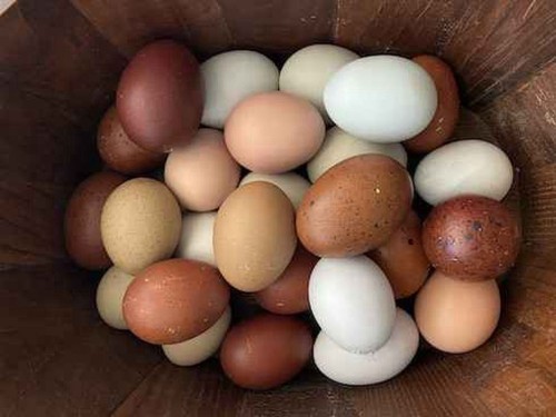 Uova feconde fertili - feconde,, razza
