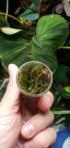 Vesicularia dubyana java - vesicularia,