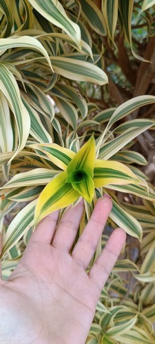Dracaena reflexa lam recién - reflexa,