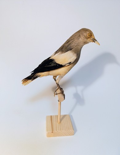 Taxidermy cabinet de - taxidermy,,