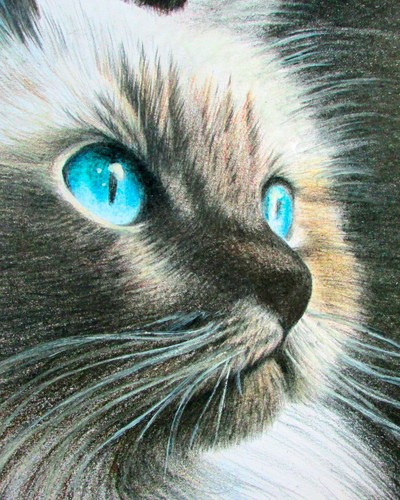 Originale ragdoll gatto - originale,