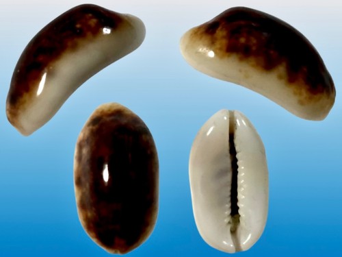 Cypraea listeri - , f