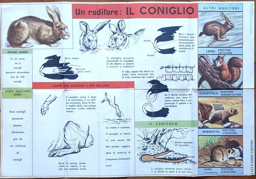Roditore il coniglio - roditore:,