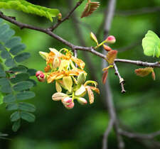 Tamarindus indica - Tamarindo | Dattero indiano