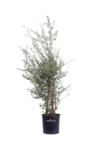 Pianta vera quercia da - vera, di