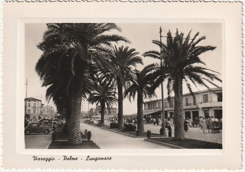 Viareggio lucca palme - viareggio,