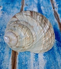 Conchiglia Turbo Marmoratus 10  X 8 Cm Madreperla Interna