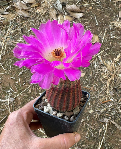 Echinocereus rigidissimus var - echinocereus,