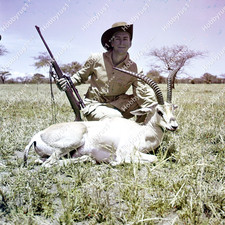 Antilope corno spirale