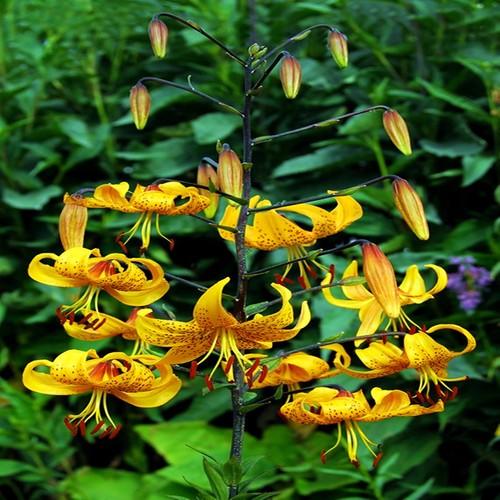 Gigli bulbi fiori cipolle - di,