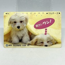 Scheda telefonica cane addormentato cucciolo maltese NTT Yao Branch Japan...