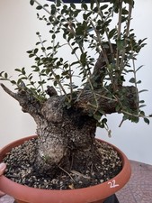 PRE BONSAI  DI OLIVASTRO