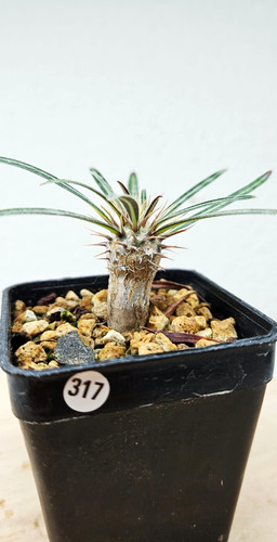 Pachypodium rosulatum ssp