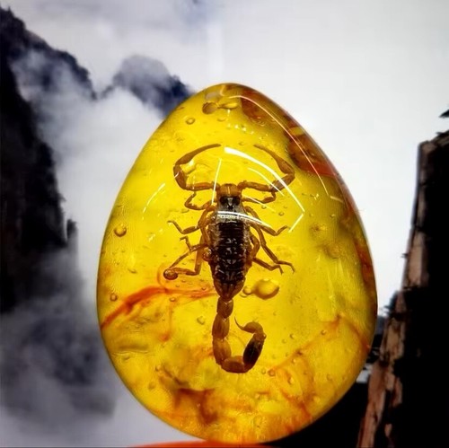 Scorpion polybern - polybern, (amber)