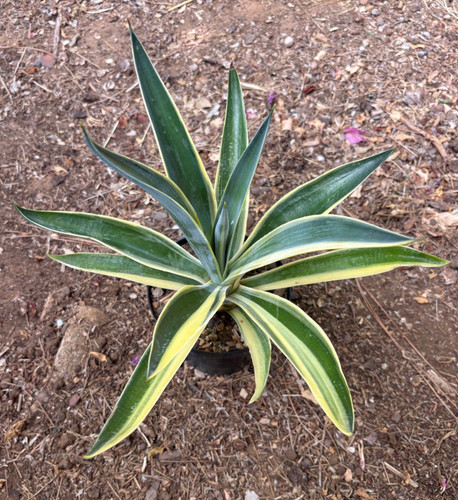Agave desmettiana variegata - agave,
