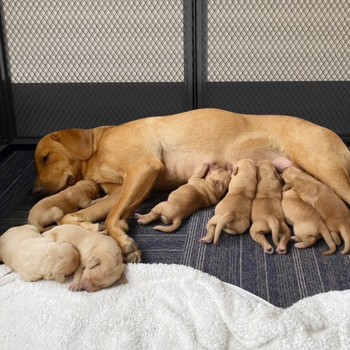 Xxl safety dog whelping - dog,