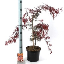Acero rosso giapponese - , "acer