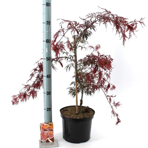 Acero rosso giapponese acer - giapponese, "acer