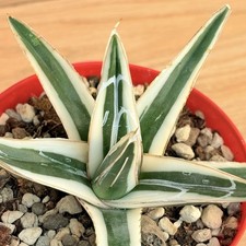 Agave victoriae-reginae 'White