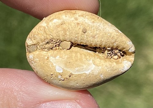 Francia gastropode fossile