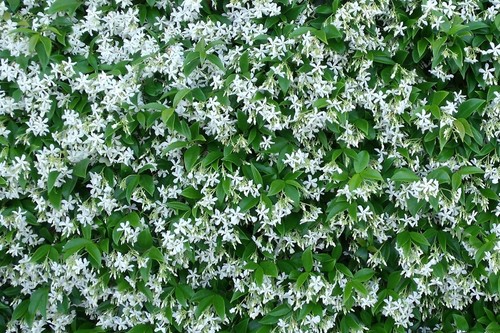 Pianta di rhyncospermum - 5,