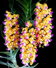 Vanda Aerides houlletiana