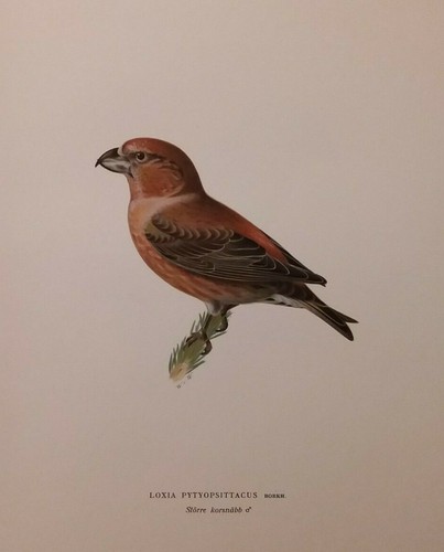 Loxia pytyopsittacus - loxia,