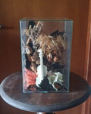 VECCHIA TECA VETRO H.31x20x20 TERRARIO DECORAZIONE CASA SOPRAMMOBILE DECORATIVO 