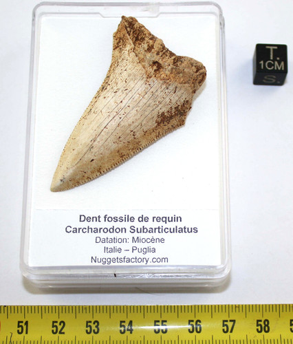 Rara dente fossile squalo - fossile,