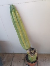 Pachanoi, San🌵Pedro 53CMS