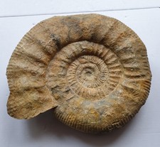 Enorme Lithacophinctes