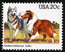 15x ALASKAN MALAMUTE Collie
