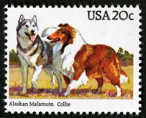 15x alaskan malamute collie - malamute,