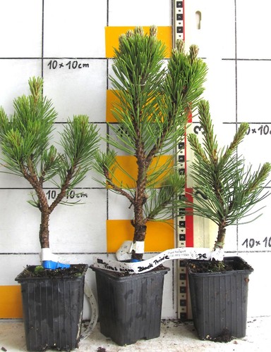 Pinus nigra black - pinus,