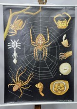 Tabella da parete vintage Jung Koch Quentell croce comune ragno Araneus Diadematus