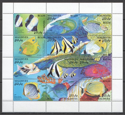 I1579 maldive pesci tropicali - pesci,