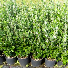 Feijoa Sellowana, 2 piante con altezza 40/60 cm, vaso Ø16