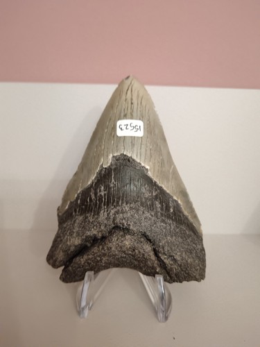 Dente fossile megalodonte - dente,