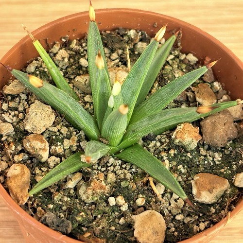 Agave albopilosa pot - 6,5, cm