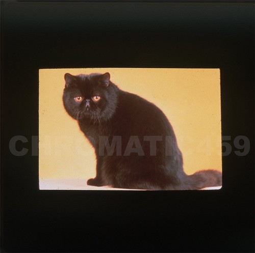 Vintage 1991 35mm clr slide - vintage,