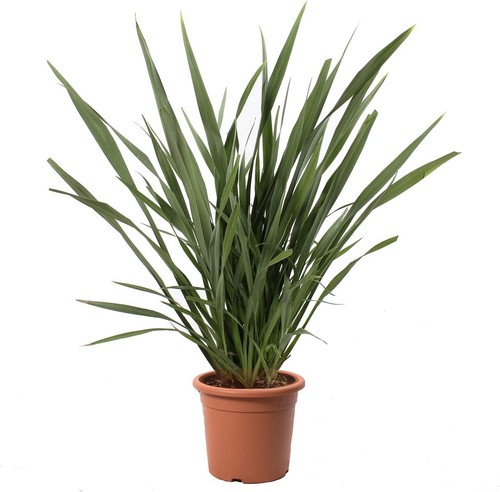 Phormium tenax piante da - -,