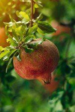 Melograno frutto dente - frutto, di