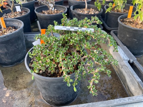 684 big sarcocaulon - 684,