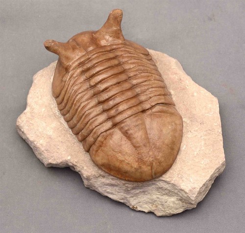 Asaphus punctatus trilobite - asaphus,