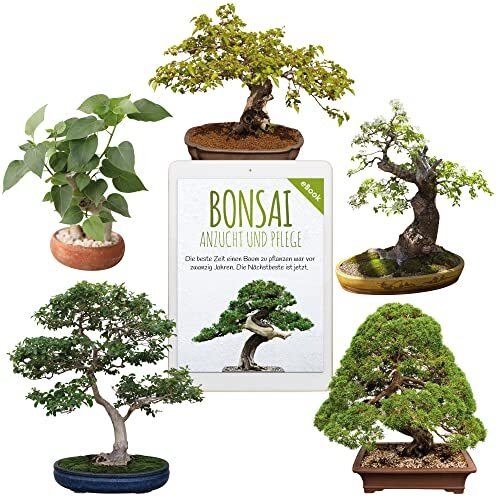 Semi bonsai unici - semi,
