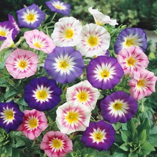 Semi mix campanelle dwarf - 30,