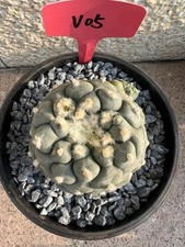 1 pz 9-10 cm rara pianta di